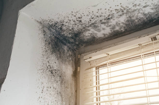 Affordable Basement Mold Removal solutions in Highland Park, NJ