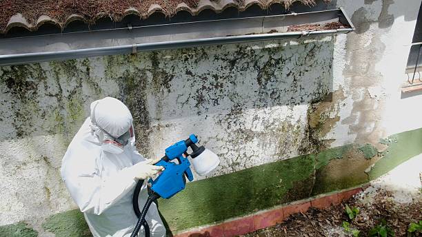 Top rated local Basement Mold Removal specialists in Highland Park, NJ